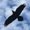 libelle